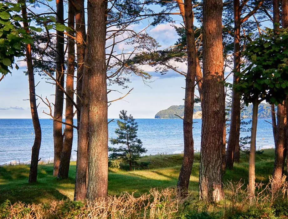 Forest path with view of the Rügen coast – Arkona Strandresidenzen promote low-paper guest communication