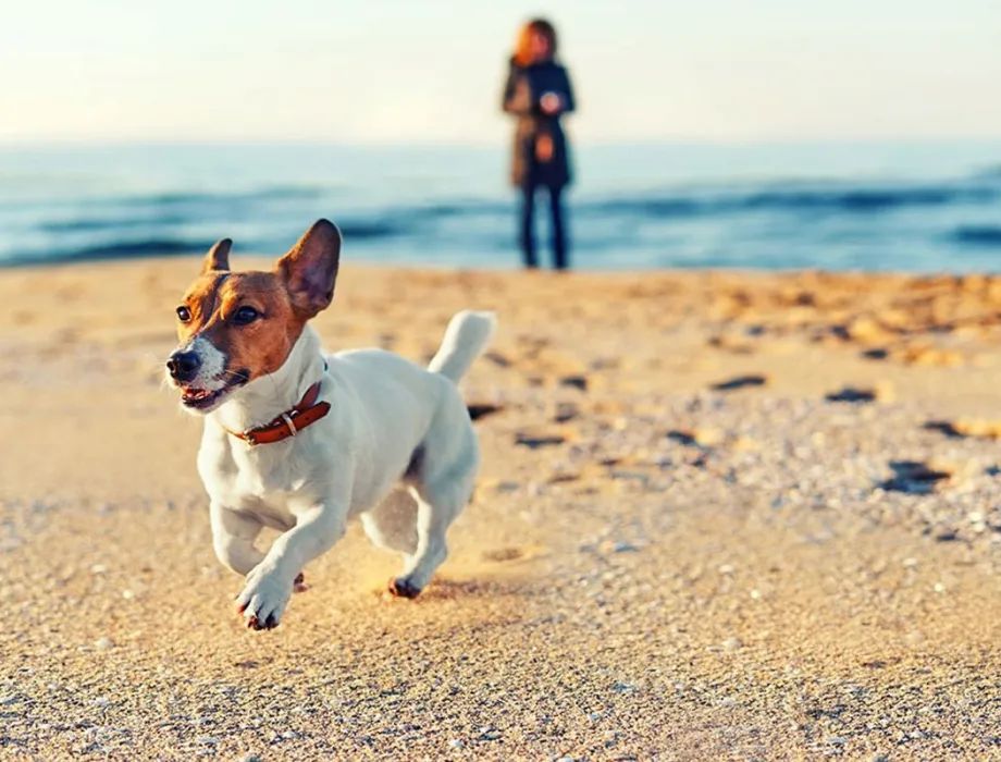 Ein kleiner Jack Russel Terrier mit Halsband läuft am sandigen Ostseestrand entlang, im Hintergrund steht seine Besitzerin.