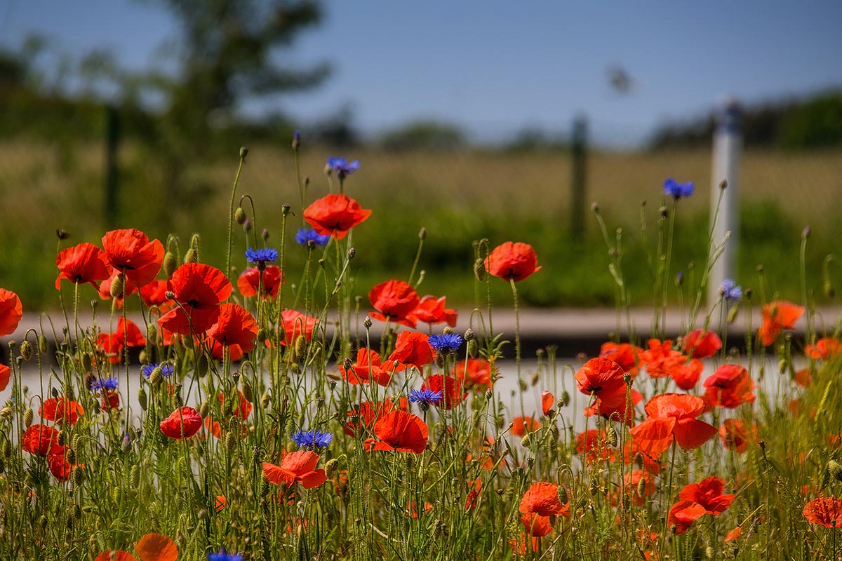 Flower meadow at Arkona Strandresidenzen in Binz – natural surroundings for guests on Rügen